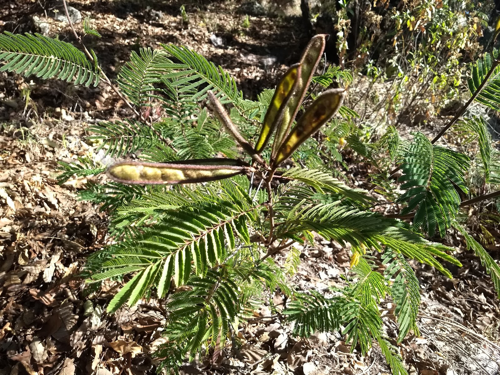 Future Plants By Randy Stewart Caragana