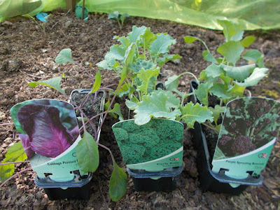 Brassica seedlings ready to plant 80 Minute Allotment May Green Fingered Blog