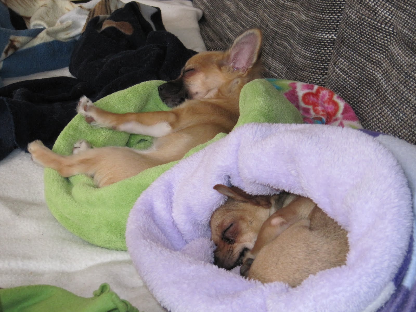 Chihuahua Welpen Duisburg