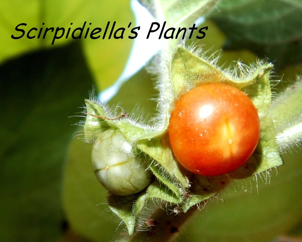 Scirpidiella's Plants