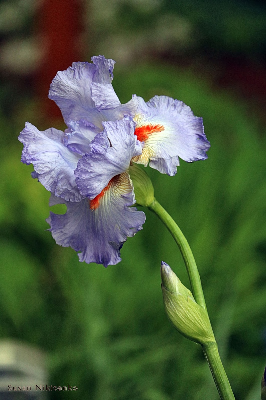 Christian Images In My Treasure Box Iris In My Garden