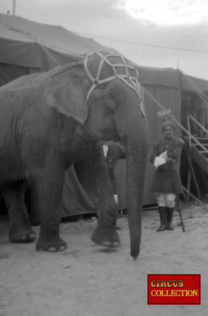 Les éléphant sortant du chapiteau apres leurs numéros dans la piste du Cirque Bouglione 