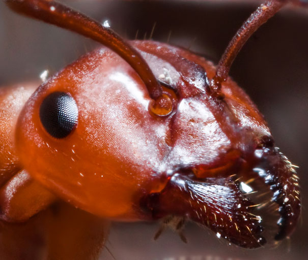 20-Incredible-Eye-Macros-ant