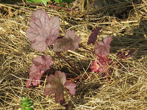 Cathedral Windows heuchera