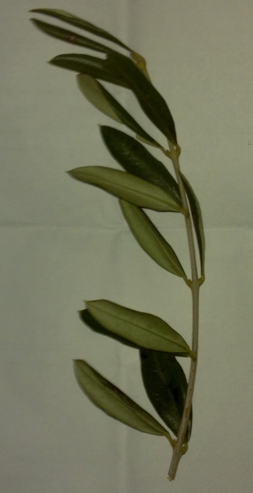 Der feige Faschismus der Scientology Aristokratie La parabola della