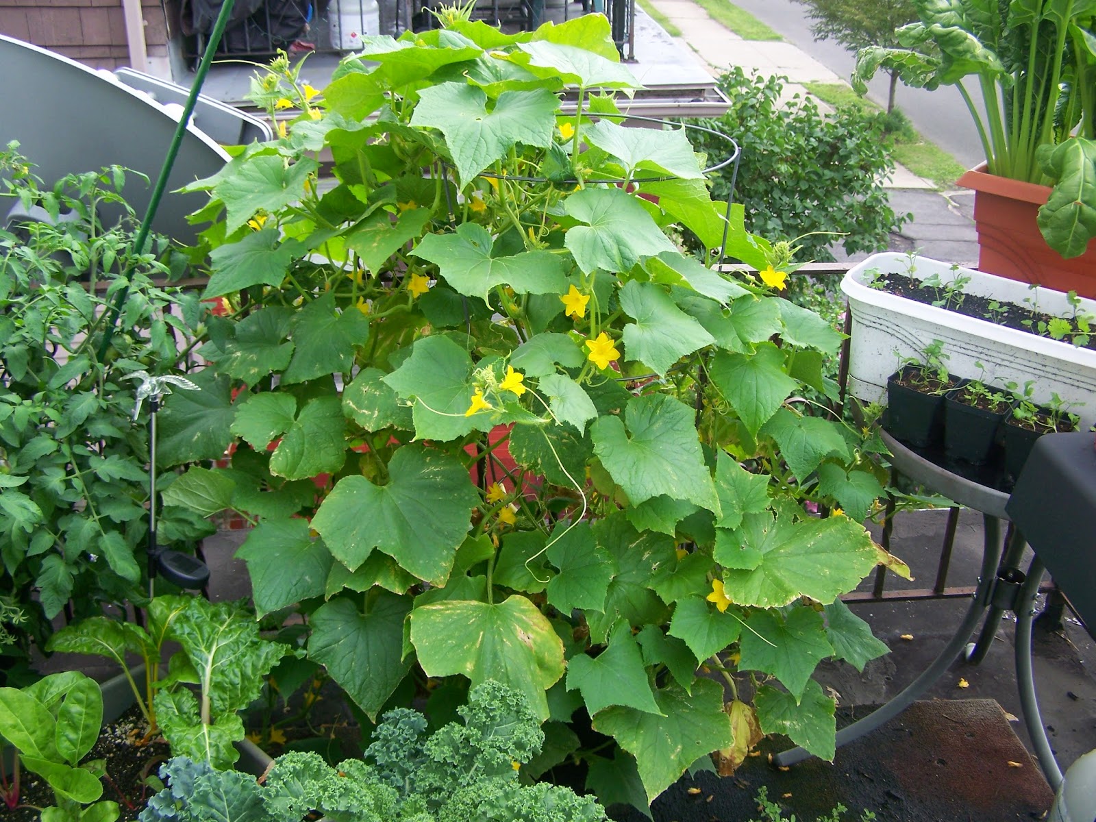 Captive Roots: Growing Cucumbers in Containers