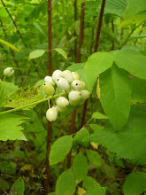 White berries