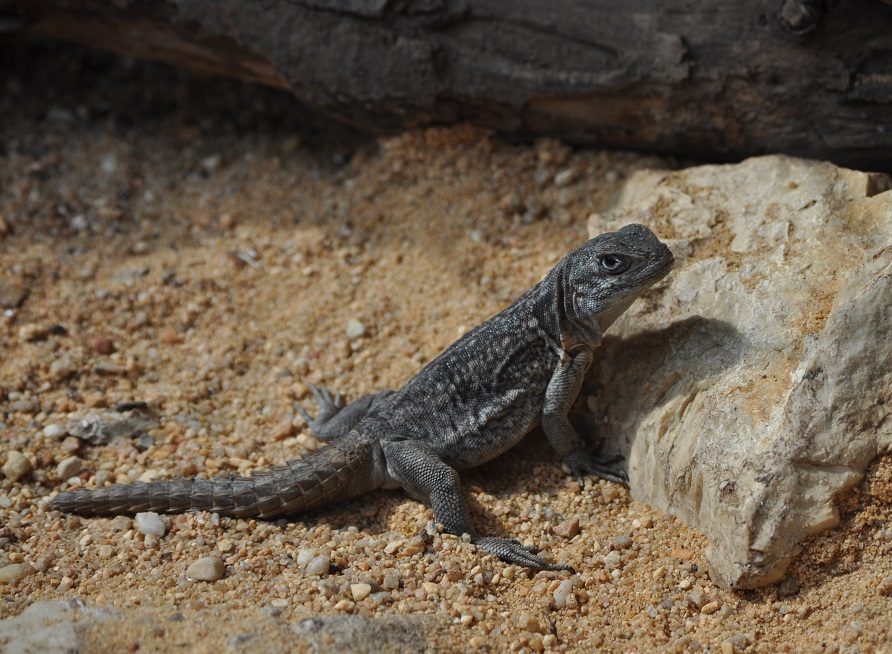 ZOOTOGRAFIANDO (6.100 ANIMALS) IGUANA DE COLA ESPINOSA MALGACHE DE