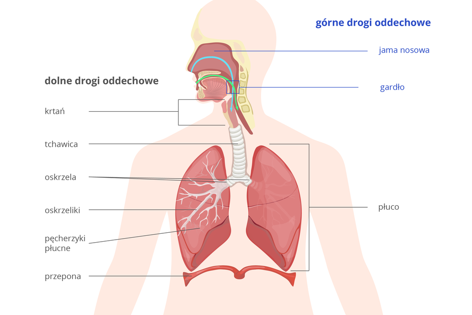 Gdzie Zachodzi Oddychanie Komórkowe Obturacja dróg oddechowych - obturacyjny bezdech senny - CPAP blog