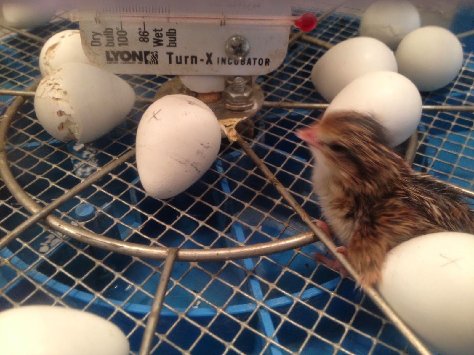 Mrs. Cicione's Science Site: Bobwhite Quail in our Classroom