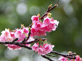 cherry blossoms,raindrops