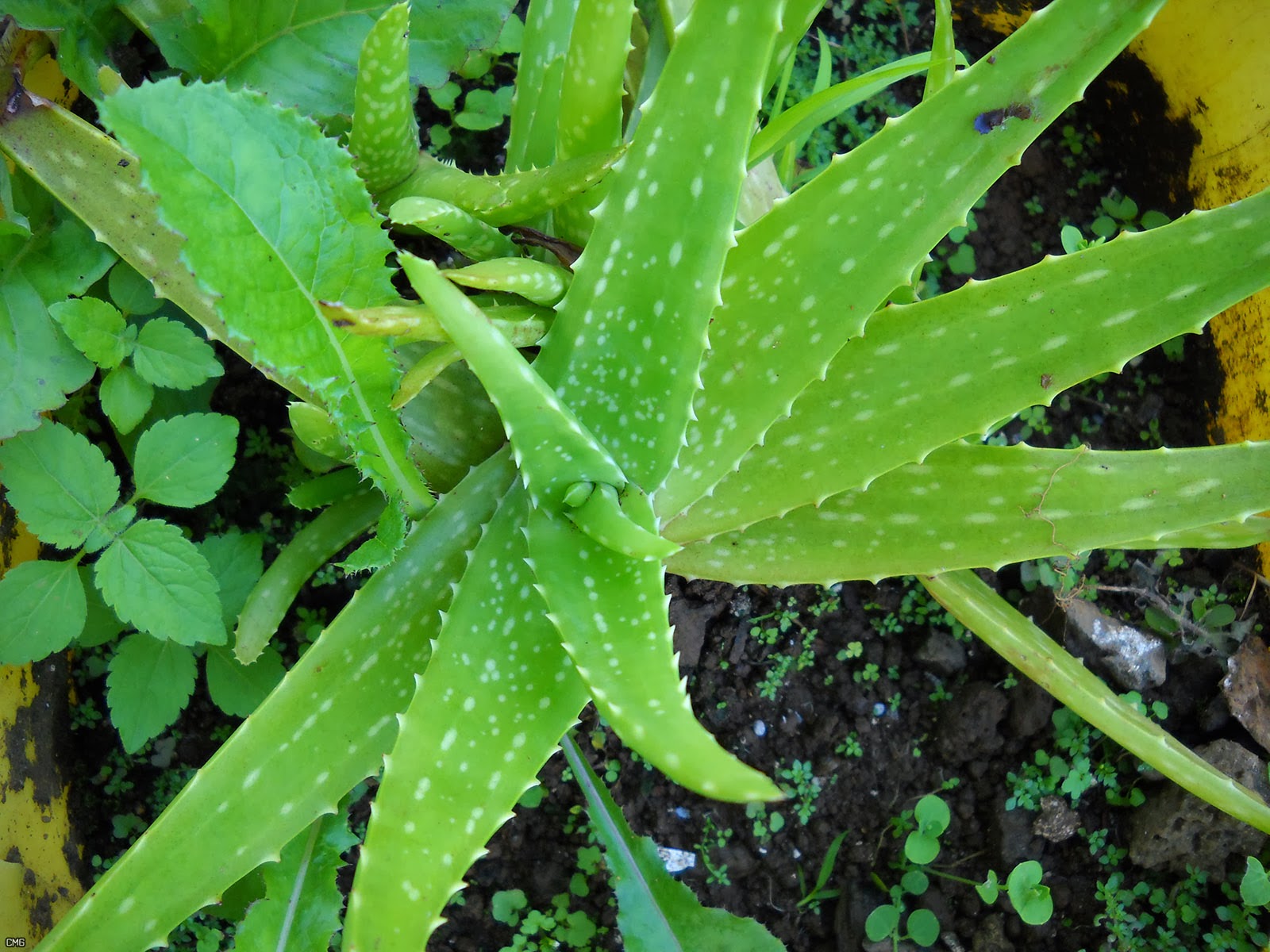 healthy and fitness concepts: Benefits Of Aloe Vera
