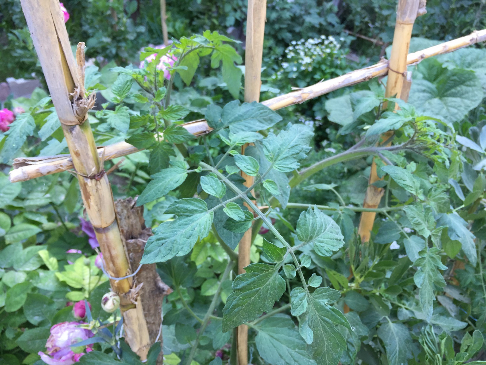 How To Plant Tomatoes