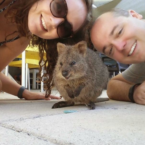 Post News Taking Selfies With Quokkas Is The Cutest Trend In Australia