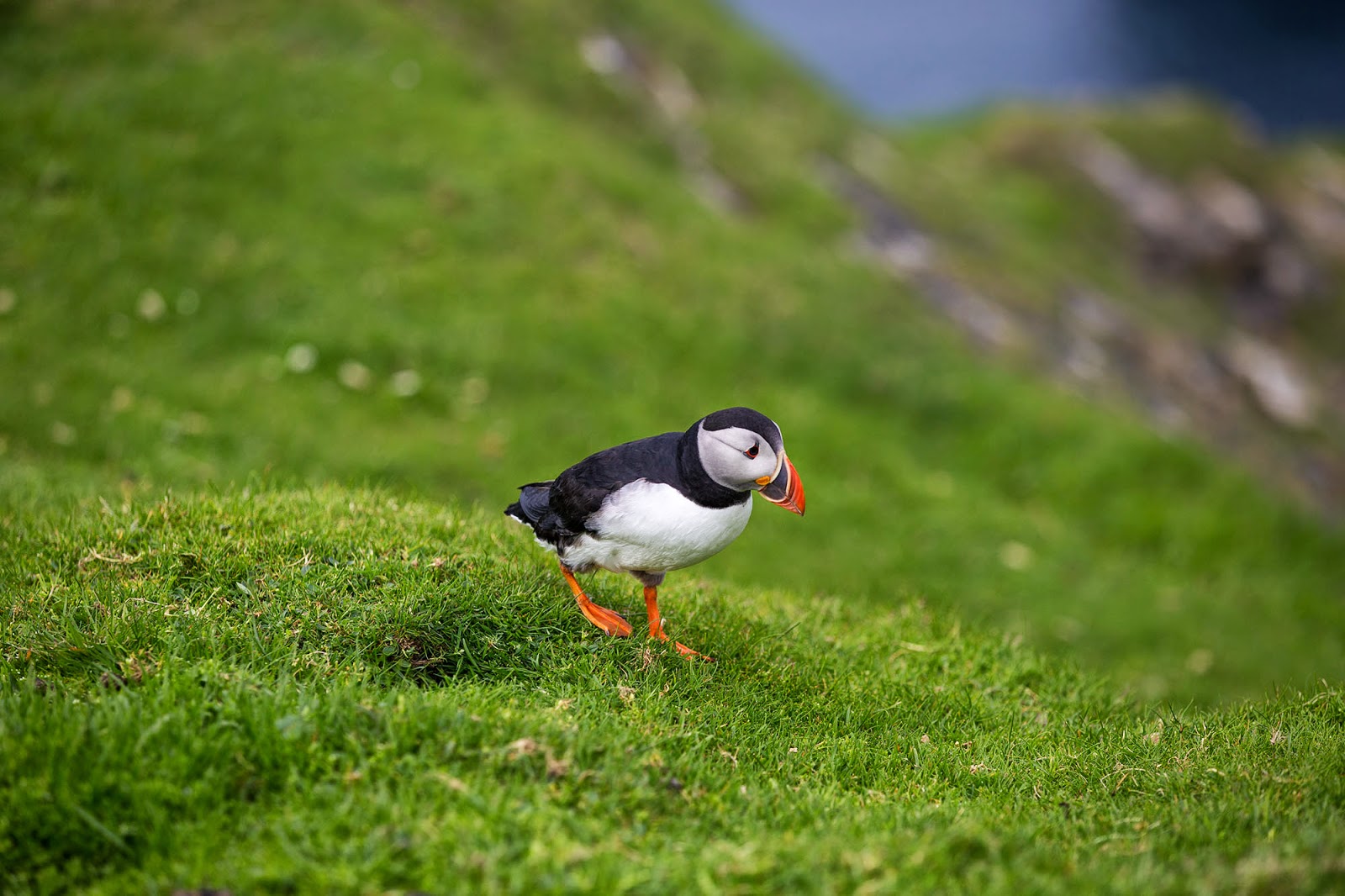 Puffins in the British Isles - Britain All Over Travel Guide