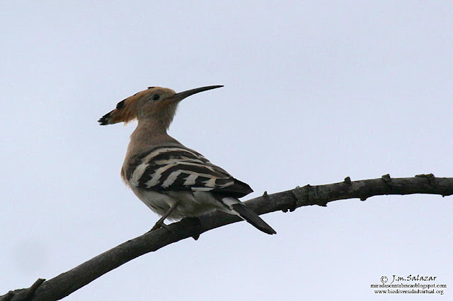 Miradas Cantábricas: Aves del jardín del Valle de Losa IV