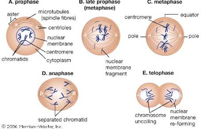 Prophase |Genetic Engineering Info