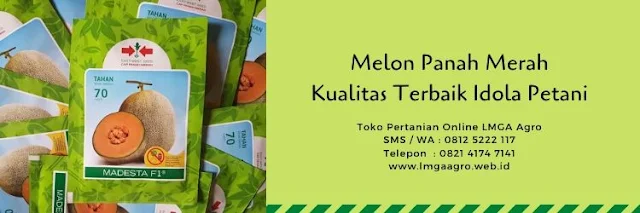 benih melon,buah melon,cap panah merah,budidaya melon,tanaman melon,lmga agro