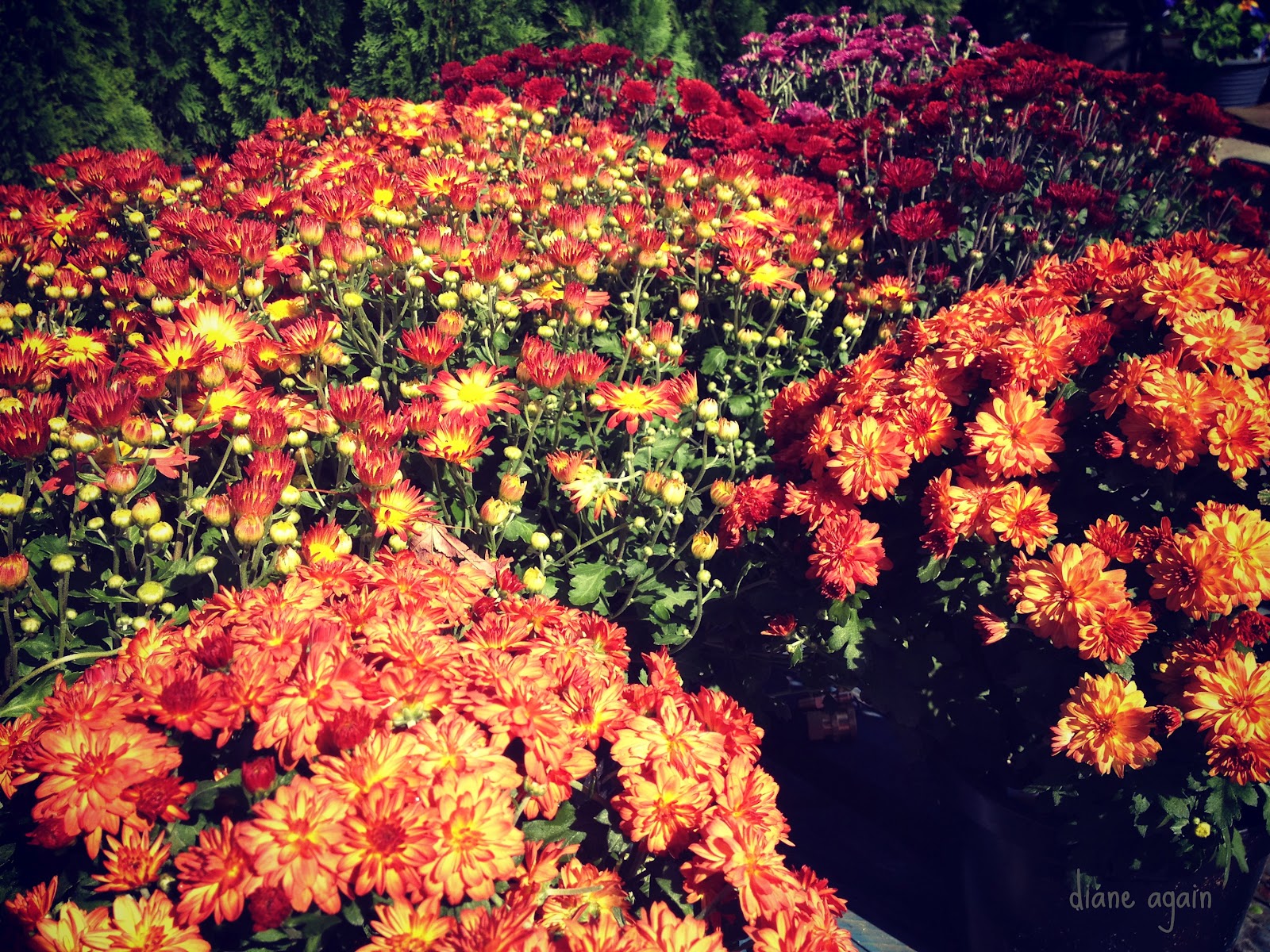 Diane Again Autumn Colors Chrysanthemums