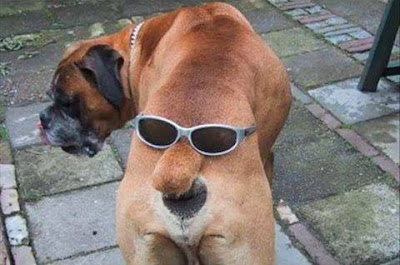 komik ve eğlenceli köpek resimleri