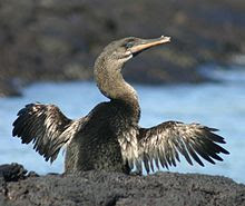 Flightless Cormorant Drying its Wings, Fernandina, Galapagos