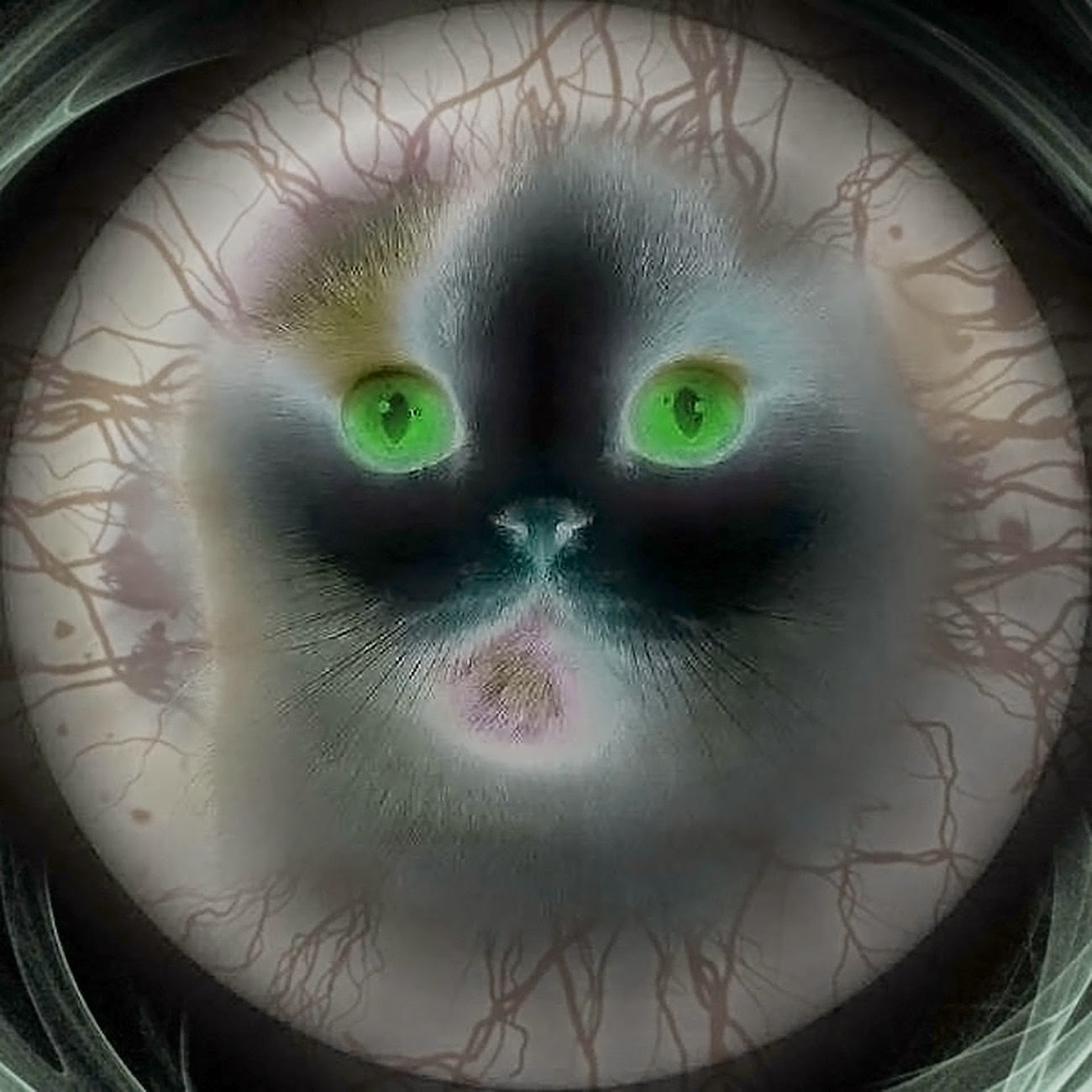 Free Pixastock Animal Coldis Privateside