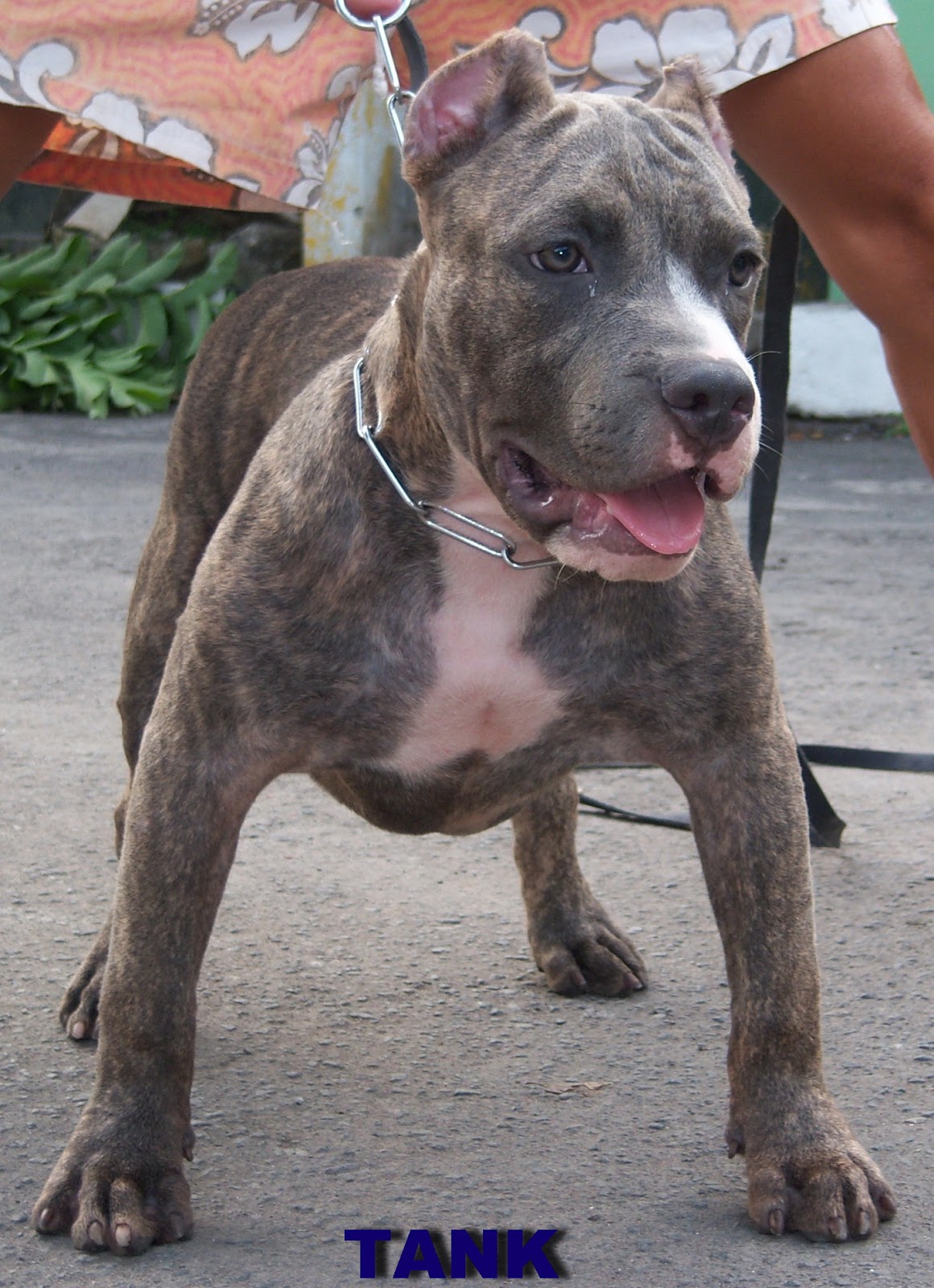 TOSCA KENNEL: AMERICAN BULLY ( TANK )