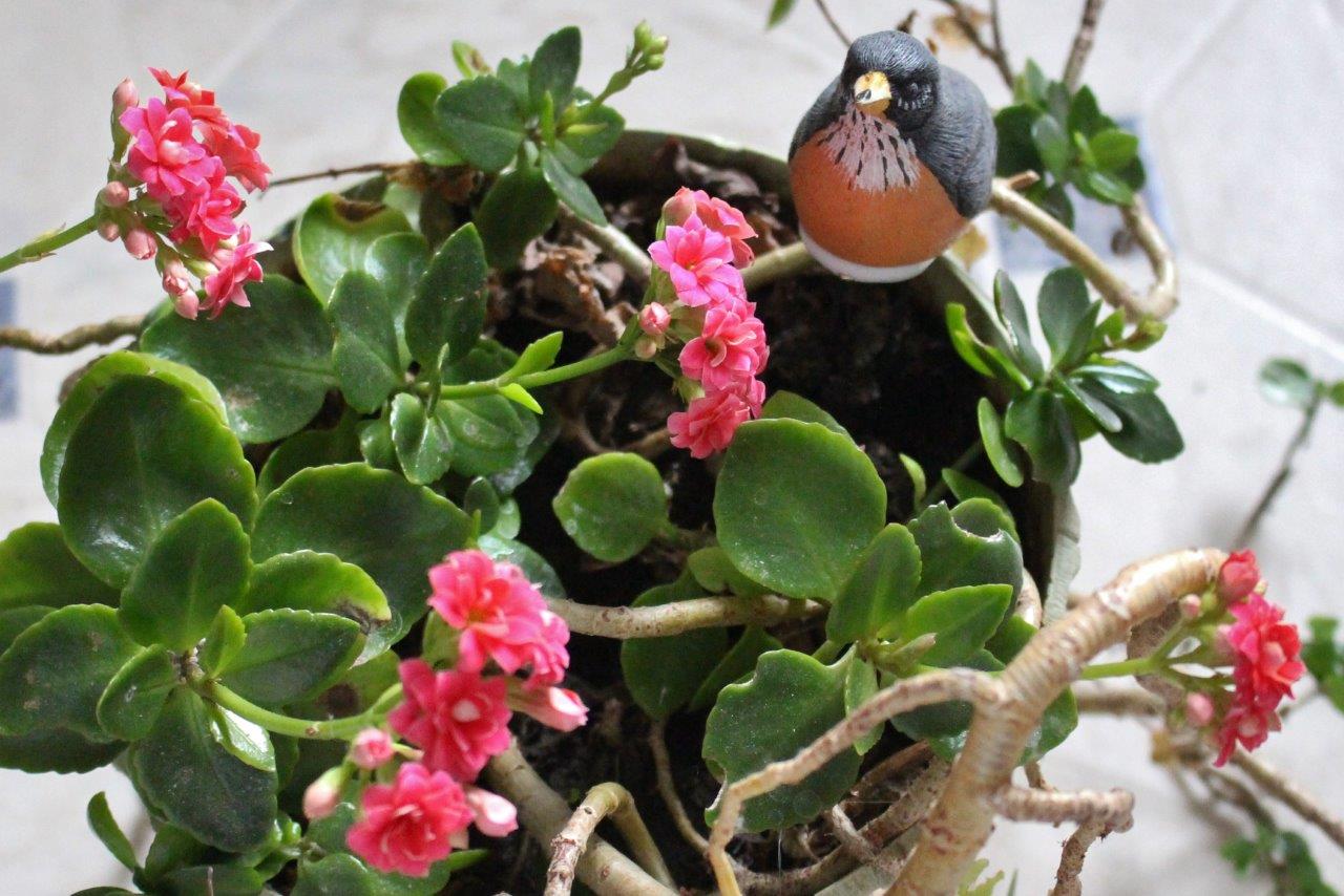 Sarah Lynn's Nature's Splendor Photos Kalanchoe in Bloom