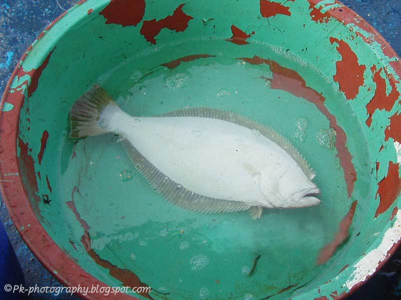White Fish Nature, Cultural, and Travel Photography Blog