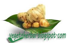 Tanaman Herbal Temulawak Tanaman Herbal Temulawak