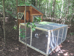 chicken run diy easy inexpensive chickens lady build project