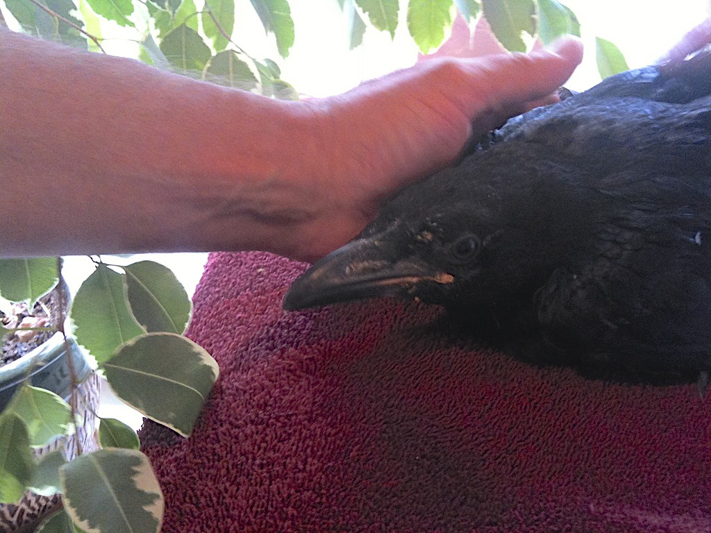 Payson Ponderings Flagstaff Visit