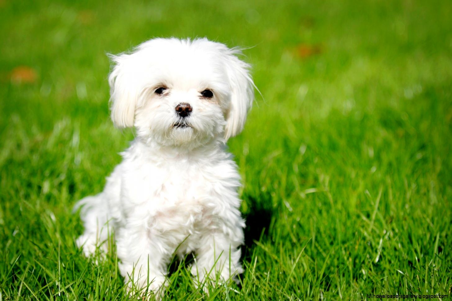 Top 20 Cutest Dog Breeds around the World