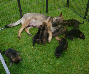 Ruby the German Shepherd feeding some of her pups while other play in the outside pen
