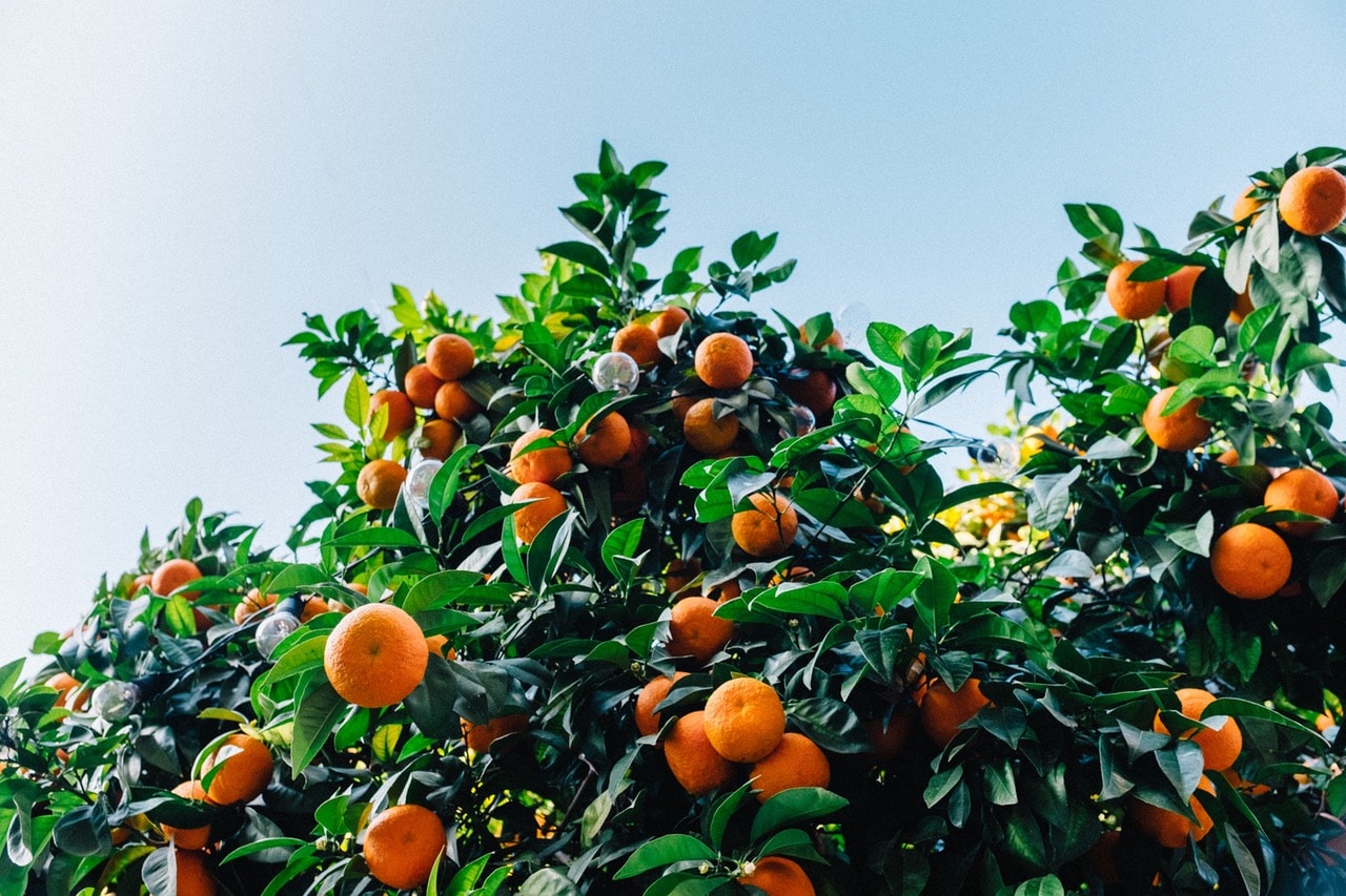 Orange Tree Orange Tree