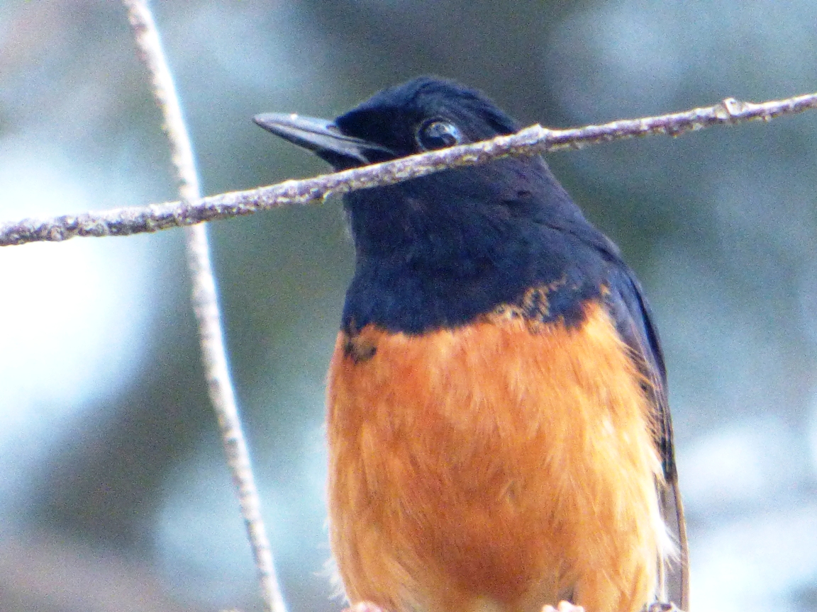 Geotripper's California Birds Whiterumped Shama on Kaua'i in the