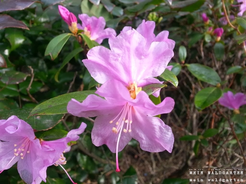 © Mein Waldgarten Die Azaleen blühen auch schon!