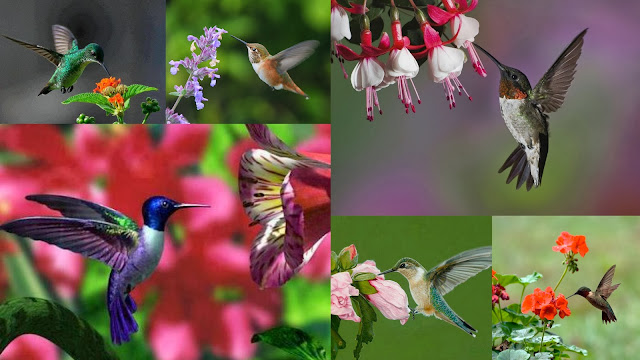 Beautiful Hummingbirds with flower bunches