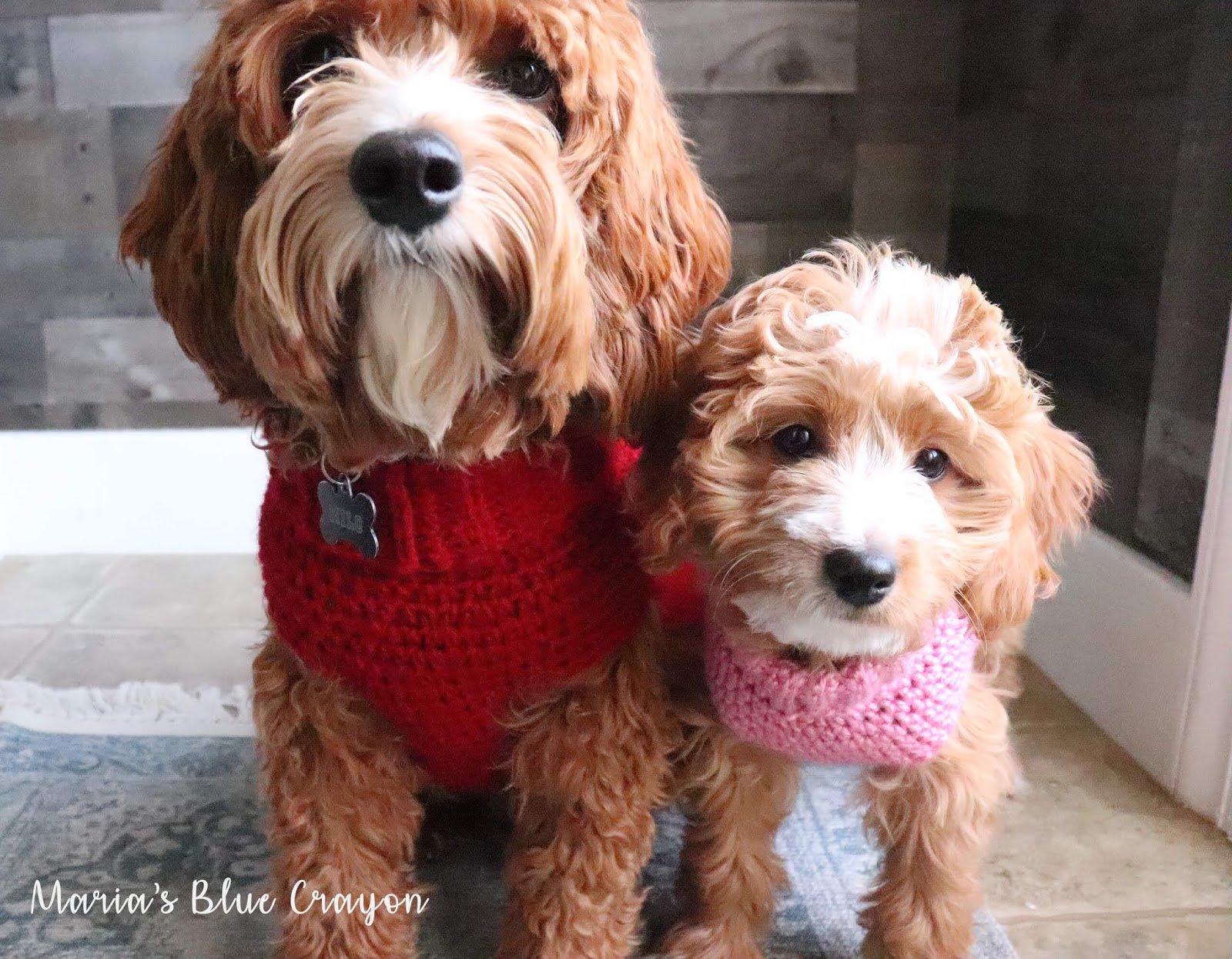 crochet-dog-sweater-free-step-by-step-tutorial-maria-s-blue-crayon