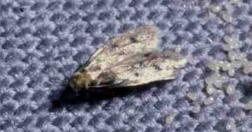 Moths: The new fluttering normal
