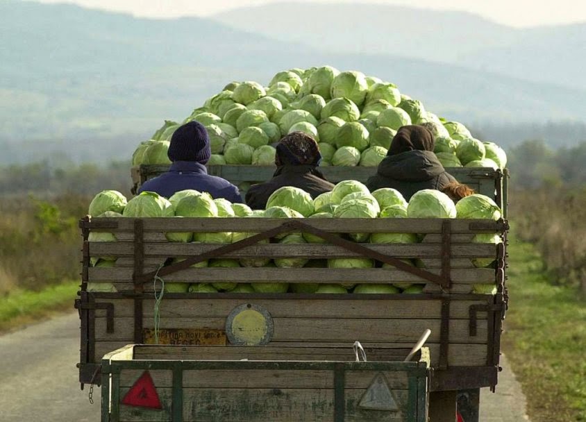 Balkan Veggie Liberty cabbage