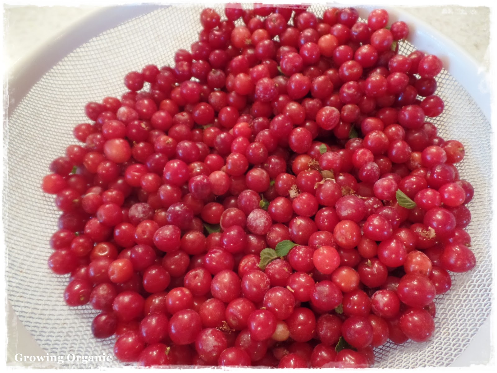 Growing Organic Nanking Cherries