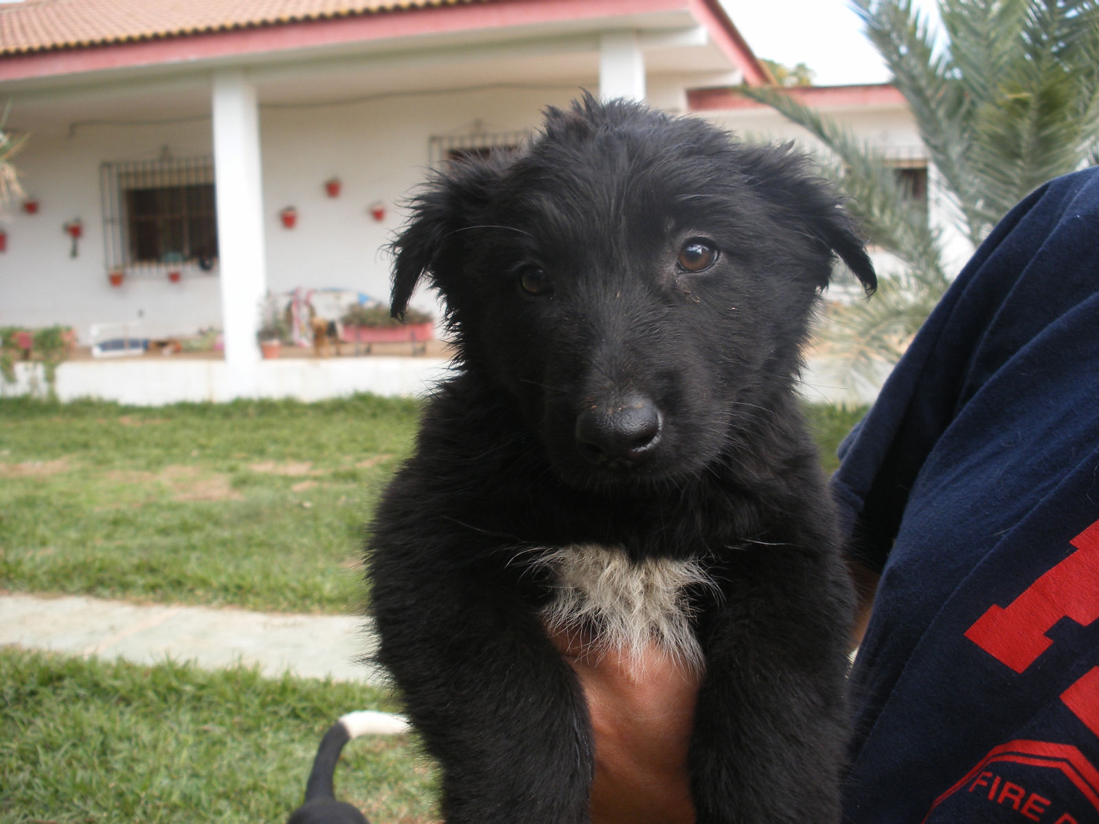 Cruce Border Collie Y Pastor Belga mispequesgigantesde4patas-2.blogspot.com