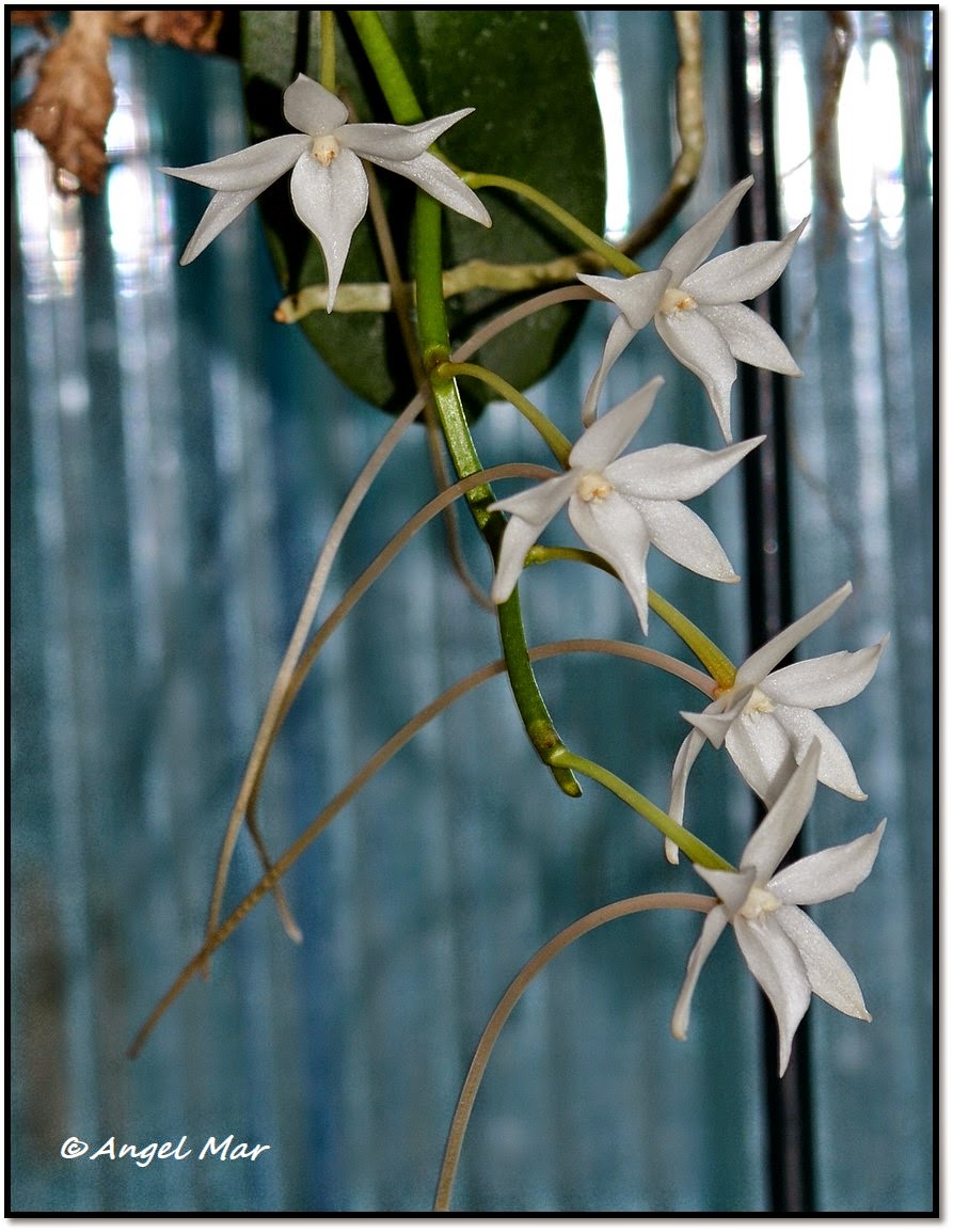 Orquídeas Blog de Angel Mar: Aerangis stylosa - Una perfumada orquídea de  Madagascar (Cuidados básicos)