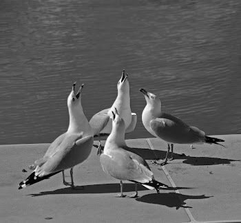 The Four Tenors