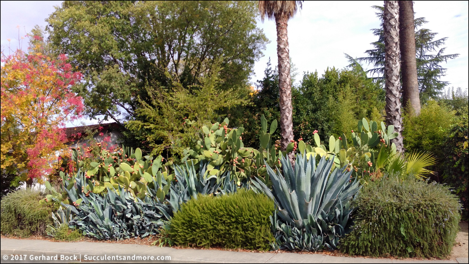 Agave americana eating the world