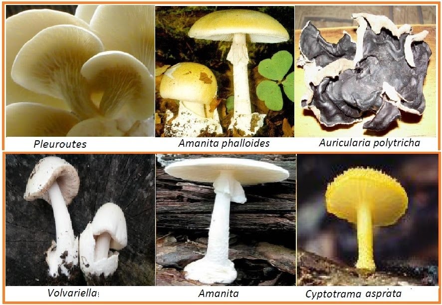 Share about Biology...: Jamur (Fungi)