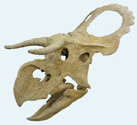 Nasutoceratops skull