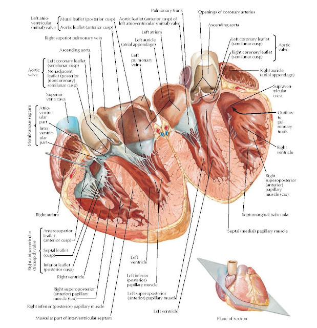 Atrium, Ventricles, and Interventricular Septum Anatomy