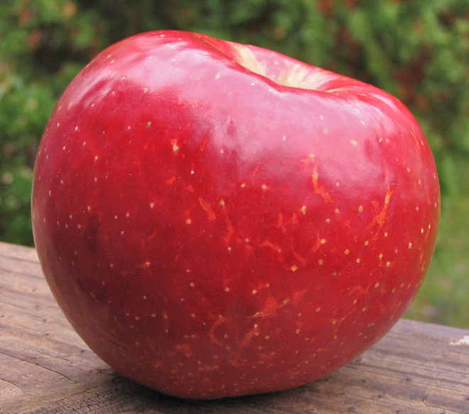 SweeTango' Apple Hybrid Has A Horrible Name And A Really Delicious